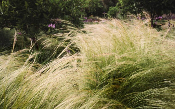 Stipa tenuissima Ponytails C3