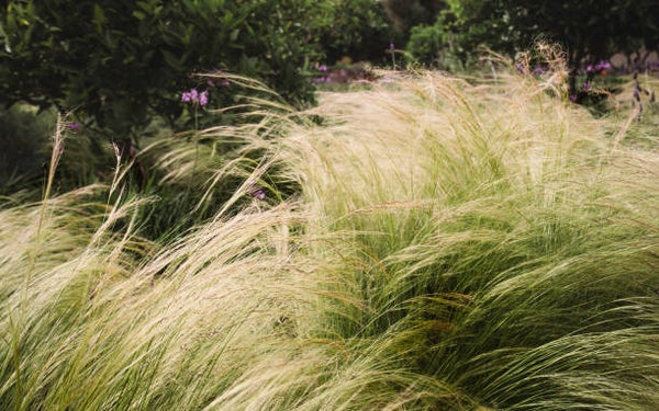 Stipa tenuissima Ponytails C3