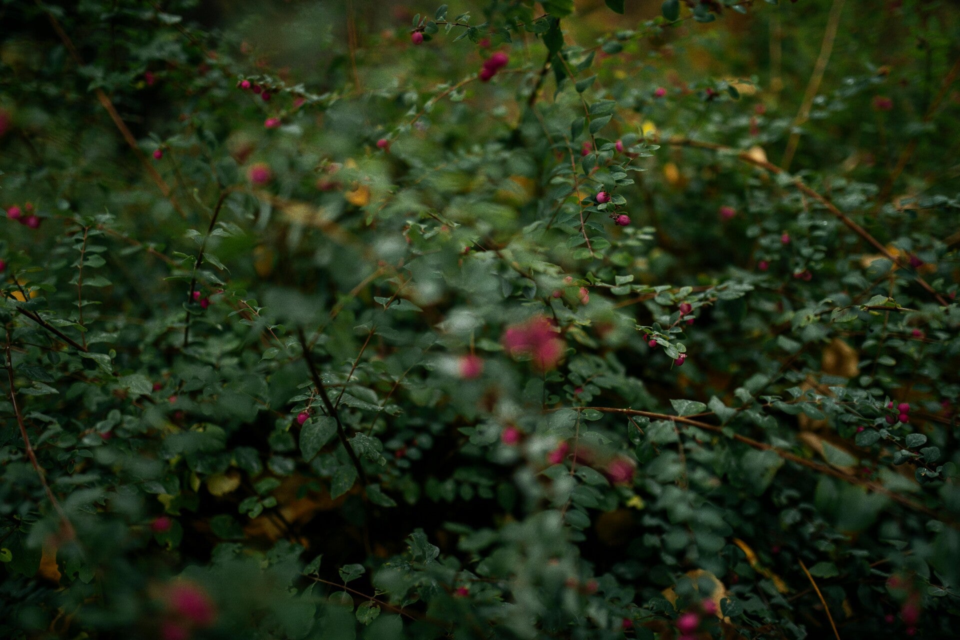 Symphoricarpos chenaultii 'Hancock'