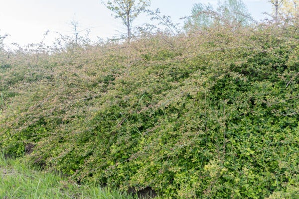 Symphoricarpos chenaultii Hancock