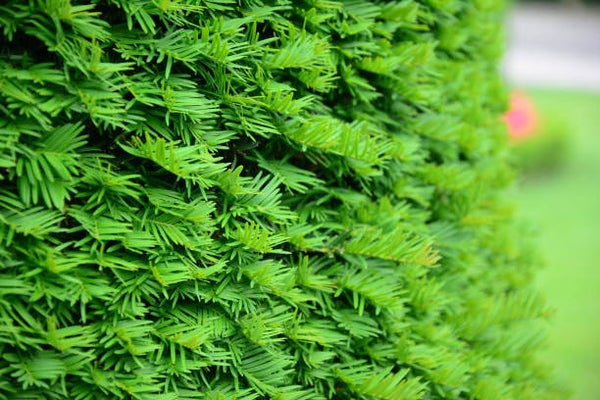 Taxus baccata