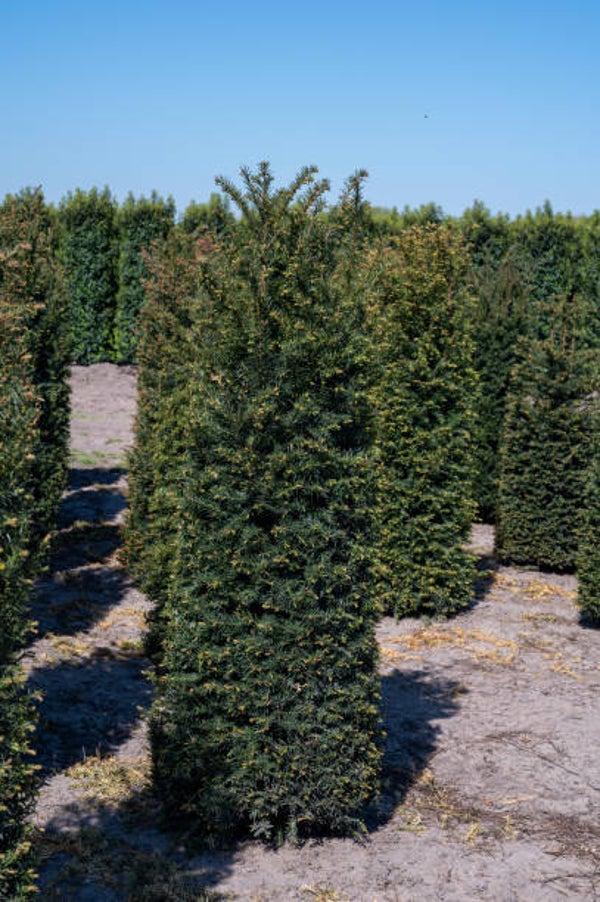 Taxus media Hillii C5
