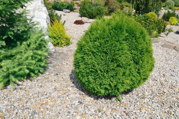 Thuja Danica C3
