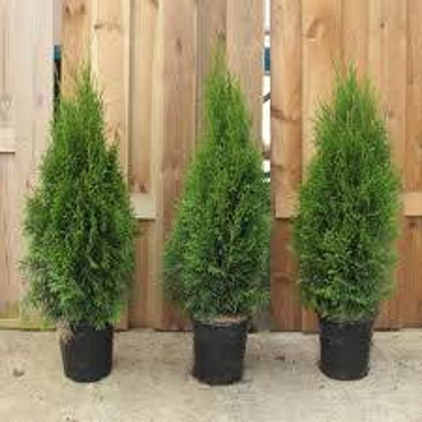 Thuja occ. Smaragd C3