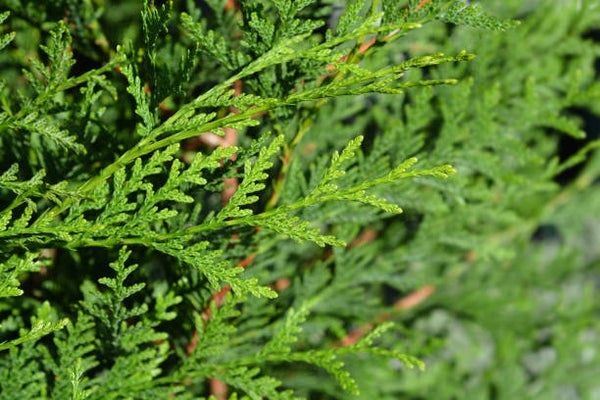 Thuja plicata Atrovirens C3