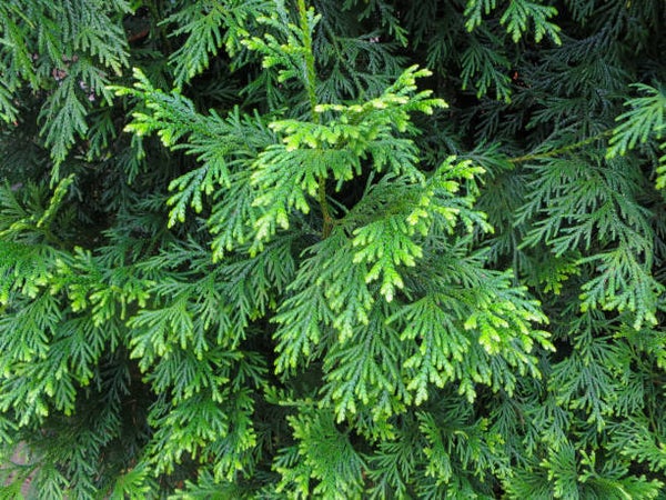 Thuja plicata Martin
