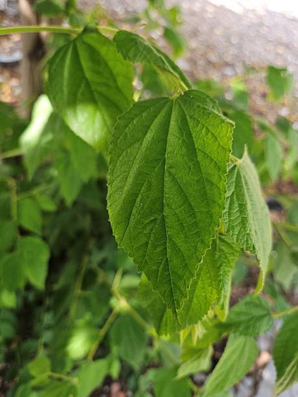 Leilinde (Tilia europaea 'Pallida')