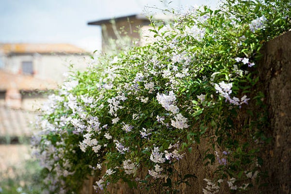 Toscaanse jasmijn leiboom 2 Maten