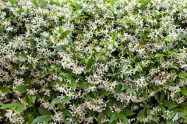 Toscaanse Jasmijn leiboom (Trachelospermum jasminoides)