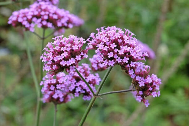 Verbena bonariensis C3