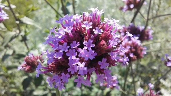 Verbena bonariensis 'Lollipop'