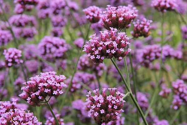 Verbena bonariensis