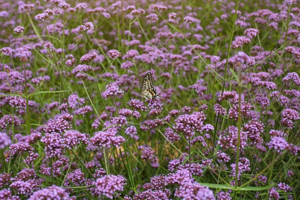 Verbena bonariensis Vanity C3