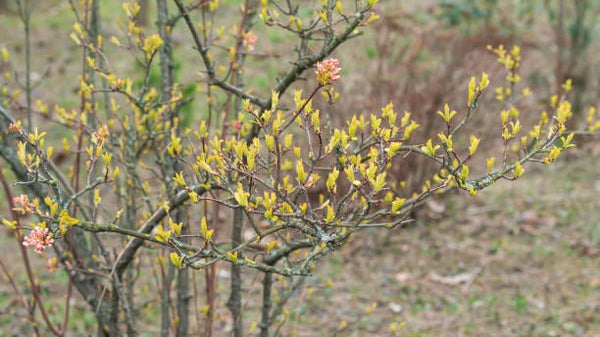 Viburnum bodnantense Charles Lamont C5