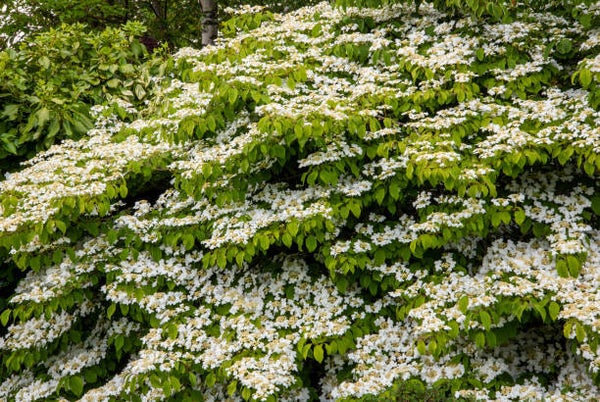 Viburnum plicatum Mariesii C5