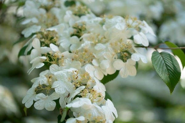 Viburnum plicatum Watanabe C5