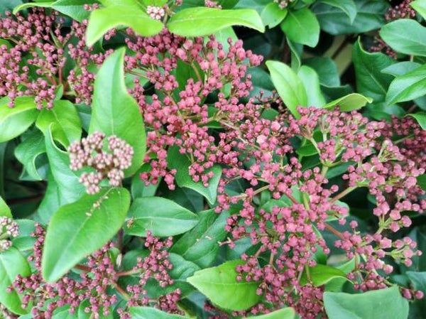 Viburnum tinus Gwenllian C5
