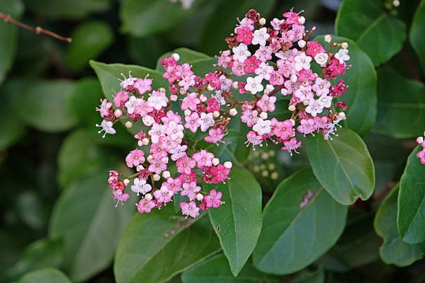Viburnum tinus Lisarose C5