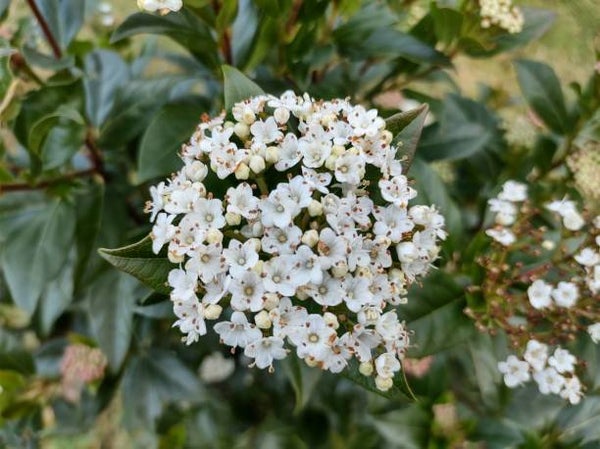 Viburnum tinus