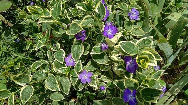 Vinca major