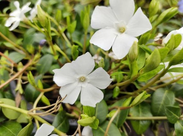 Vinca minor 'Alba'