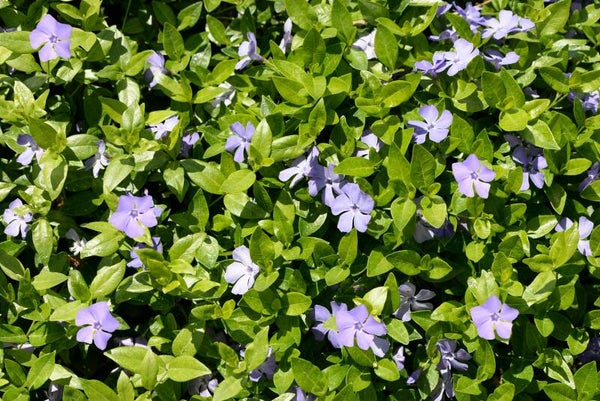 Vinca minor P9