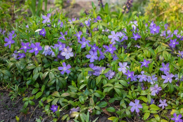 Vinca minor