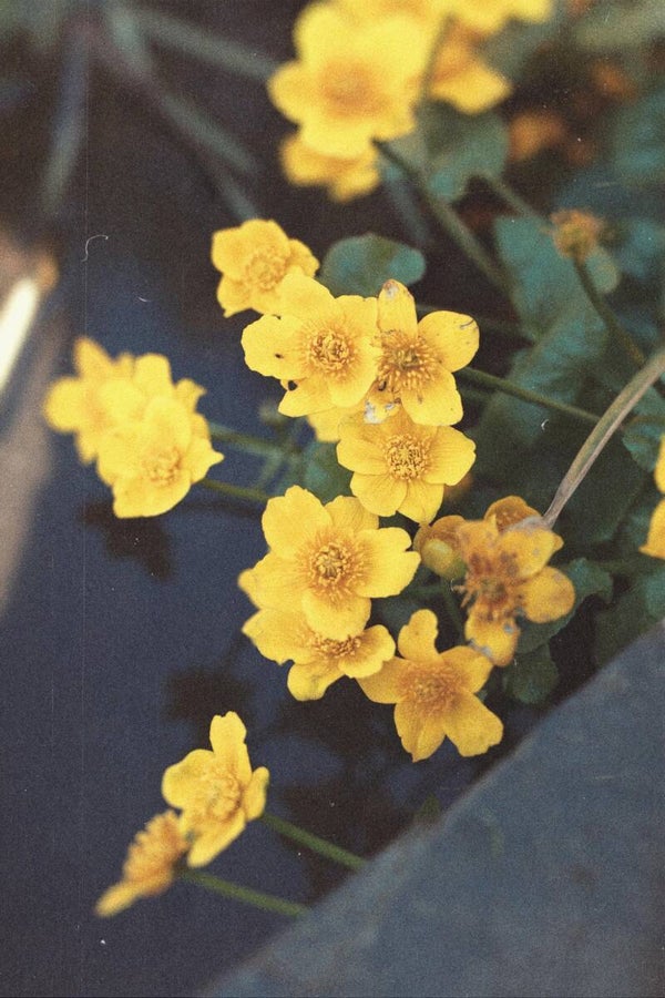 Waldsteinia ternata P9