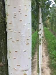 Witte Himalaya berk leiboom 100 cm