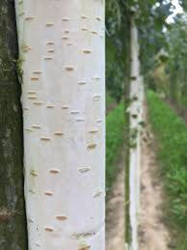 Witte Himalaya berk leiboom 100 cm