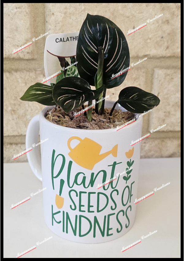 Seed of Kindness