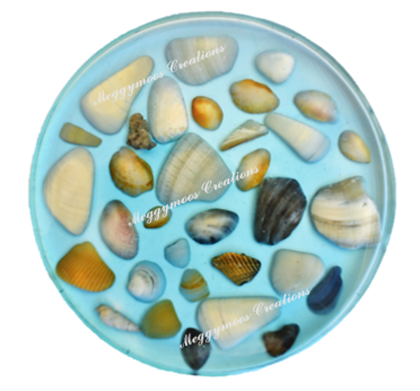 Shell Coaster
