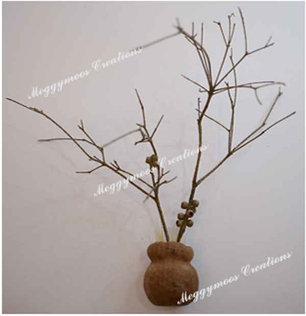 Dried Tree
