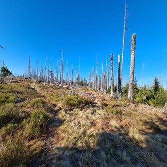 20201106_100931-standard.jpg