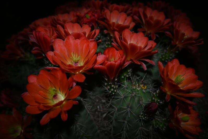 desertflowers3jpg-4.jpg