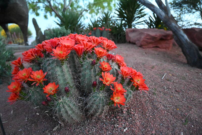 desertflowers4jpg-2.jpg