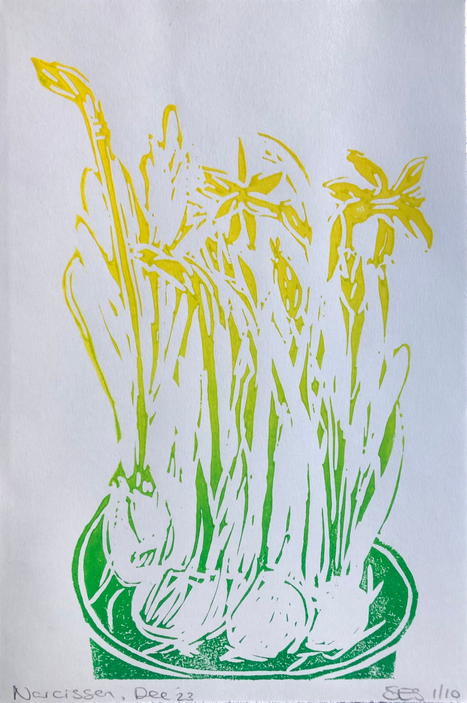 Narcissen (Daffodils)