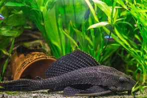 schuilplaats voor aquarium