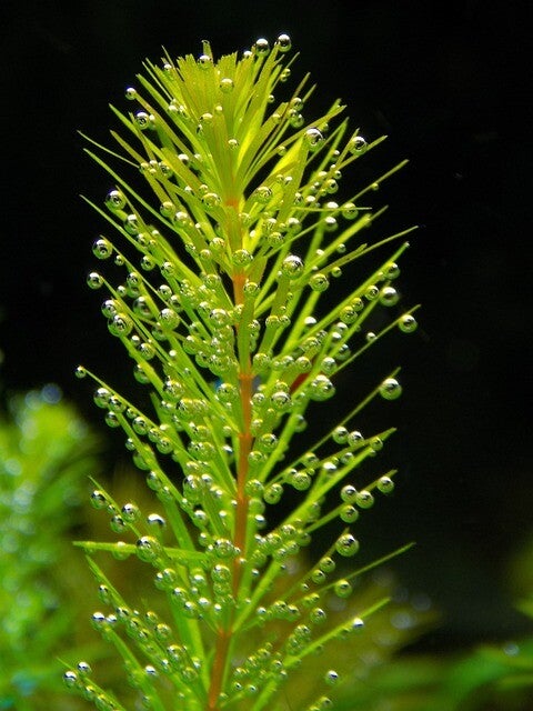 aquarium planten onderhouden