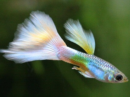 Aquariumwater behandeling