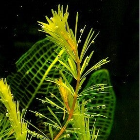 aquariumlanten verzorging