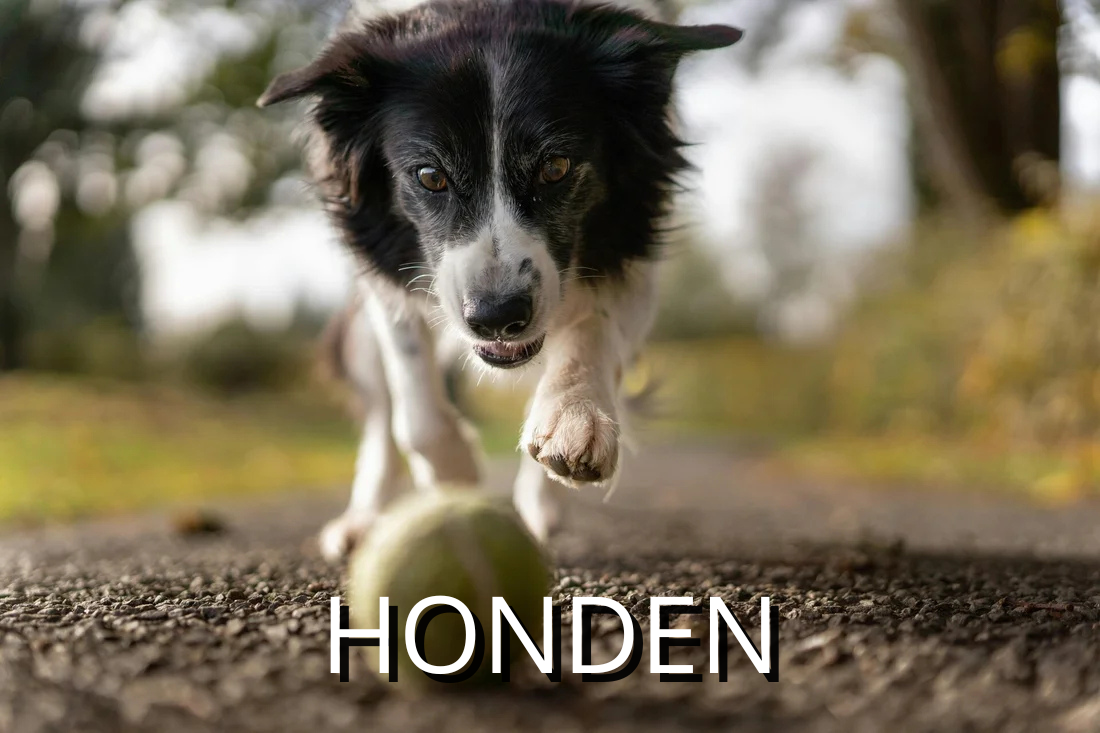 katten benodigdheden