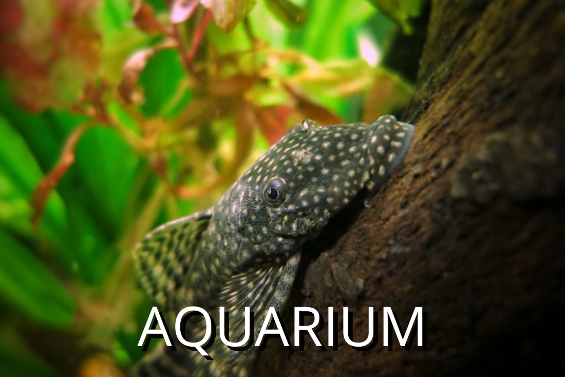 aquarium  benodigdheden