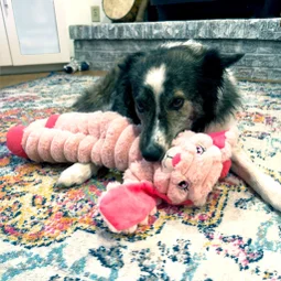 hondenspeelgoed knuffel