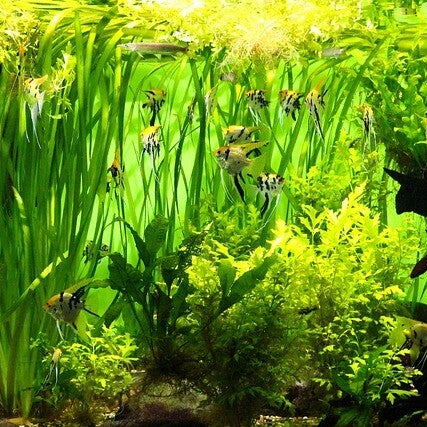 Aquarium plantenvoeding