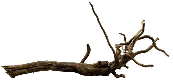 Scapers root Drijfhout