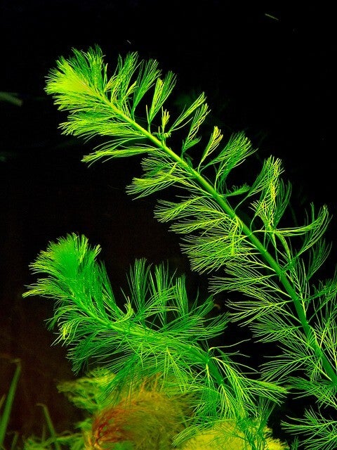 onderhouden aquariumplanten