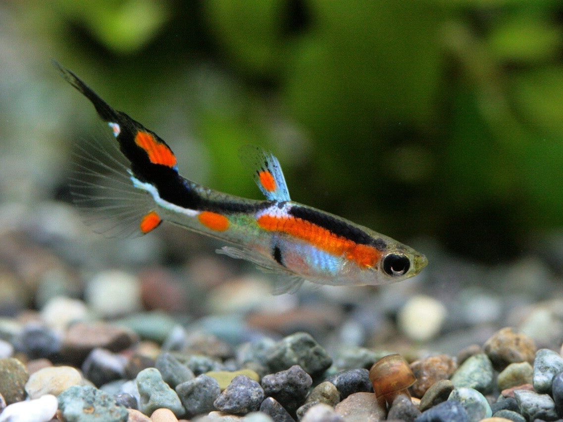 aquarium water behandeling