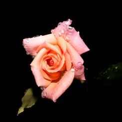rose_web-standard-budsm8.jpg