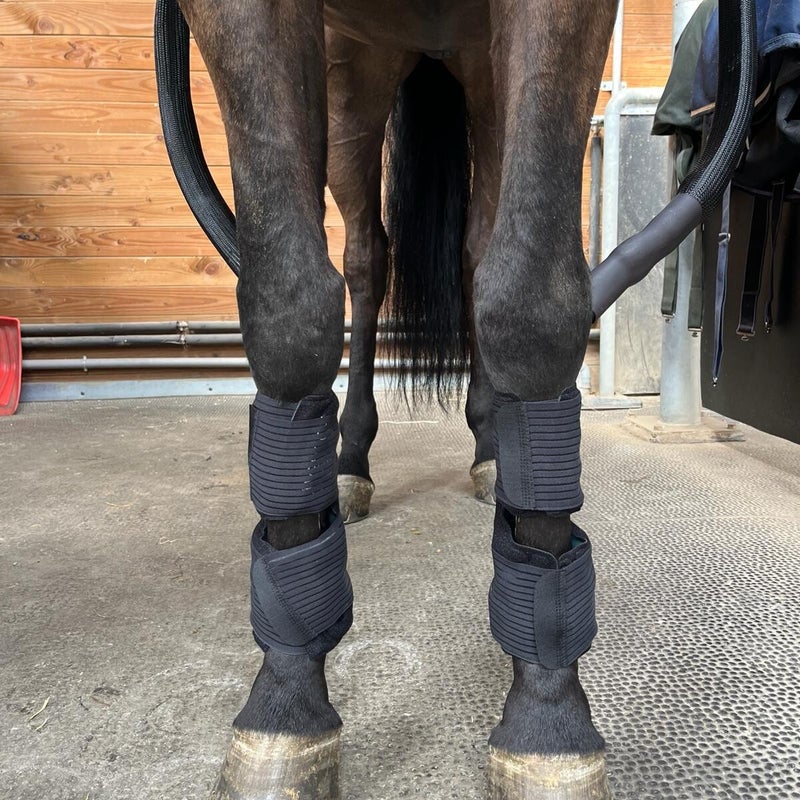 equisea-cryotherapie-chevaux-soins-froid-2-standard-ckwva2.jpg